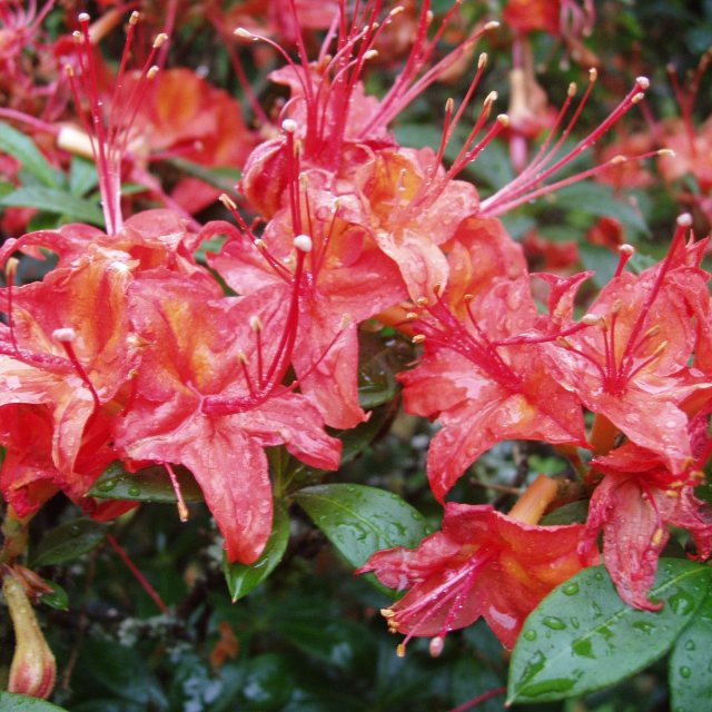 Deciduous Azalea cumberlandense