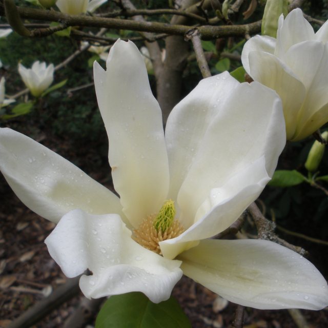 Magnolia Elizabeth  AGM - Large Specimen