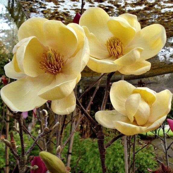 Magnolia Honey Tulip - Large Specimen
