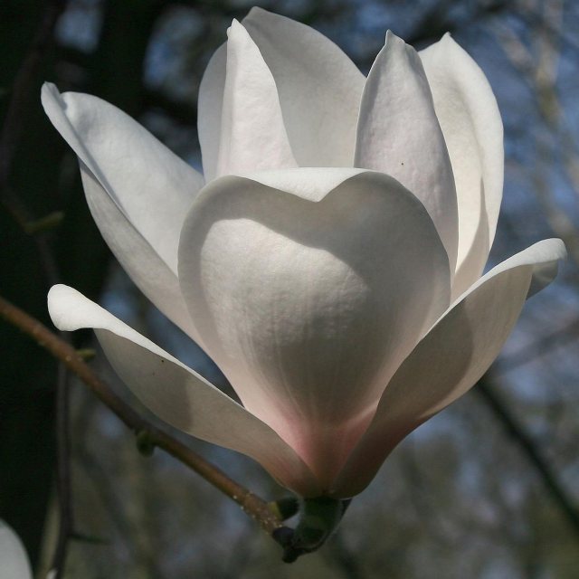 Magnolia Manchu Fan - Large Specimen