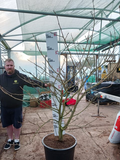 Magnolia sieboldii - Open Ground Plant