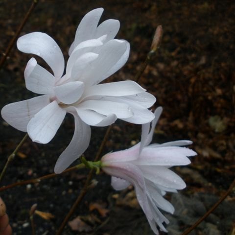 Magnolia stellata 'King Rose' - Large Specimen