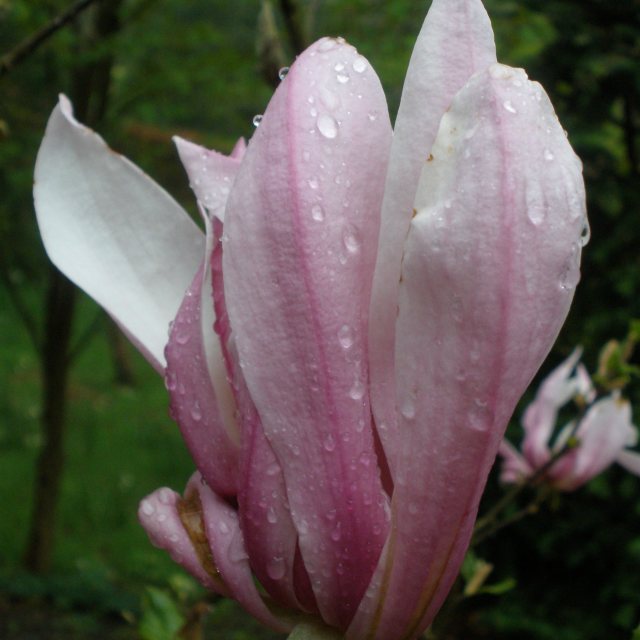 Magnolia Susan  AGM - Large Specimen