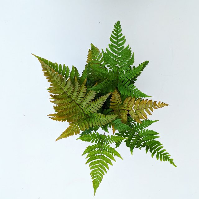 Dryopteris erythrosora 'Brilliance' AGM