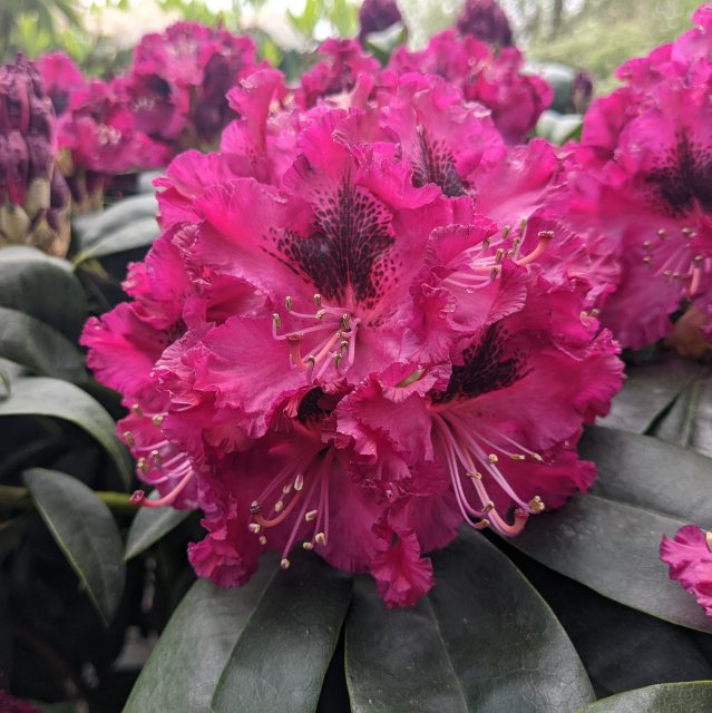 Rhododendron Marie Fortie