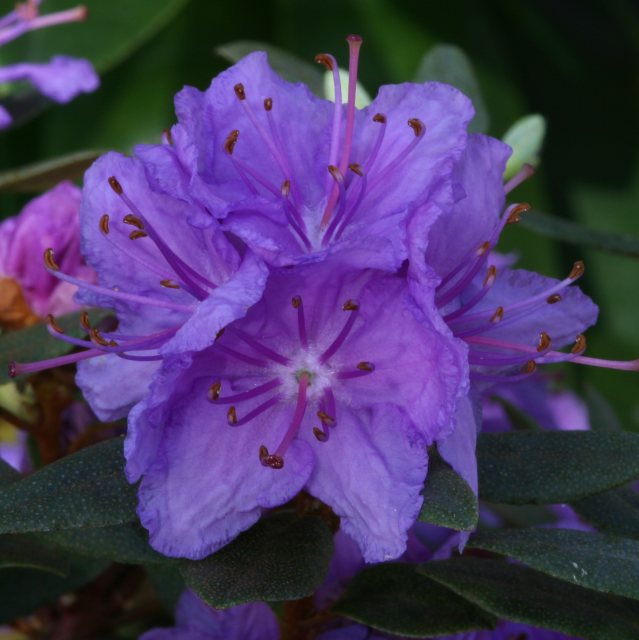 Dwarf Rhododendron Purple Gem