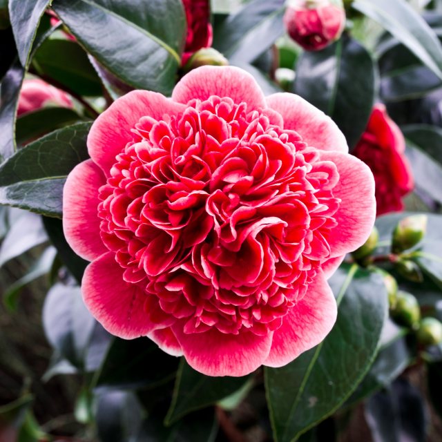 Camellia japonica 'Volunteer'