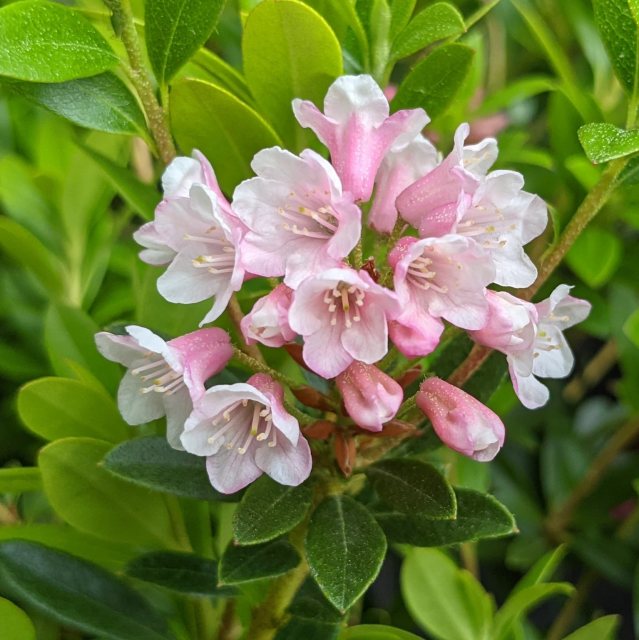 Dwarf Rhododendron Bloombux Magenta INKARHO