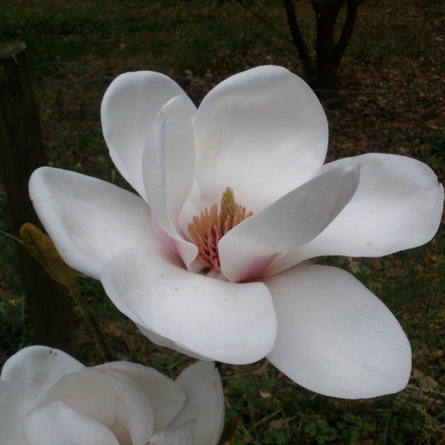 Magnolia Athene  AGM - Large Specimen
