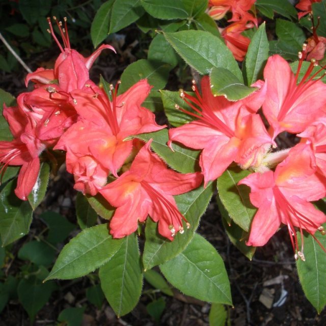 Deciduous Azalea cumberlandense 'Sunlight'