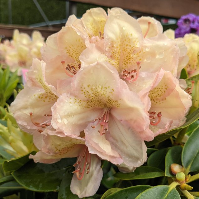 Rhododendron Belkanto INKARHO