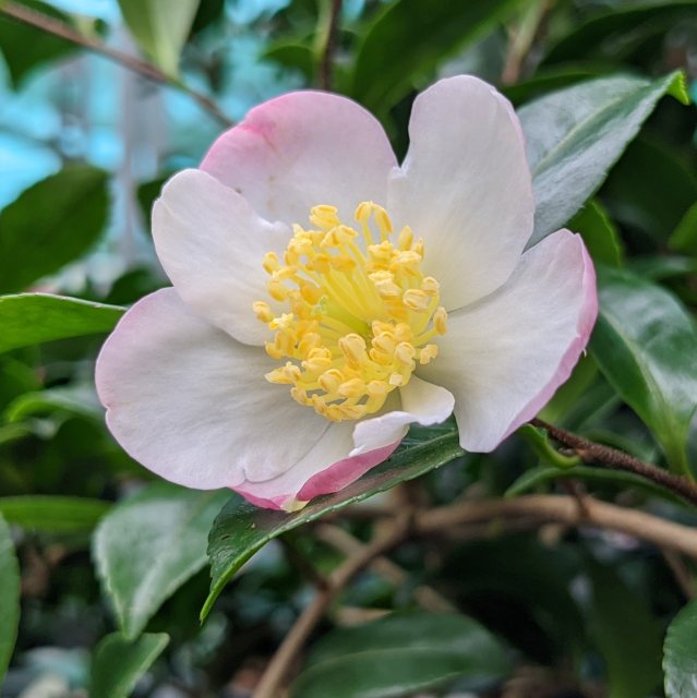 Camellia sasanqua 'Versicolor'