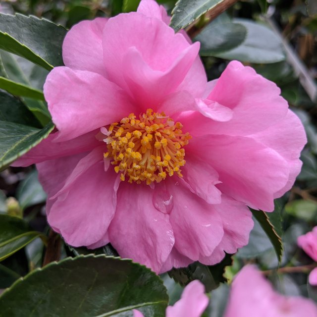 Camellia Winter's Charm