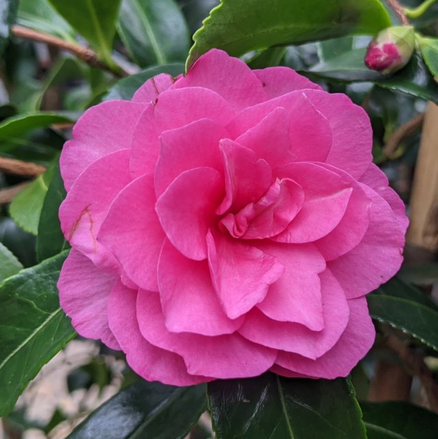 Camellia hiemalis 'Chansonette'