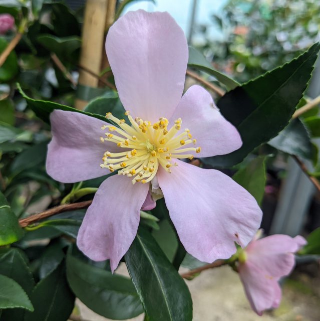 Camellia sasanqua 'Maiden's Blush'