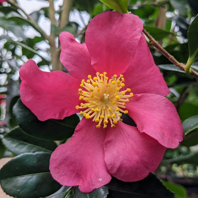 Camellia sasanqua 'Crimson King' AGM