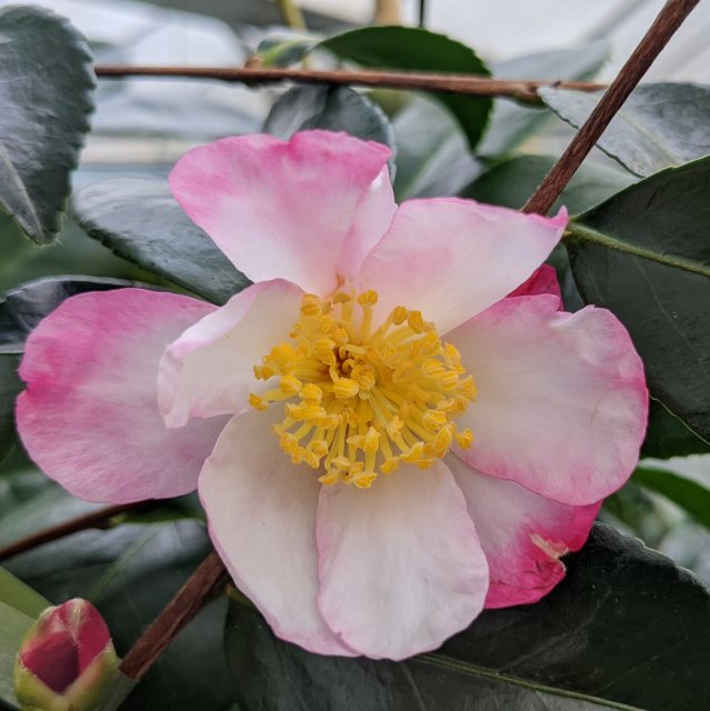 Camellia sasanqua 'Rainbow'