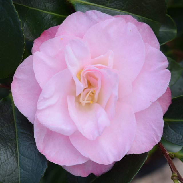 Camellia japonica 'Dr Tinsley' AGM