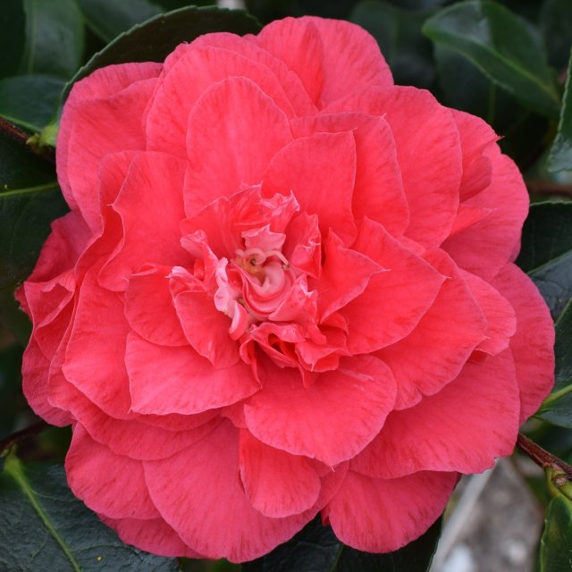 Camellia japonica 'Joseph Pfingstl' AGM