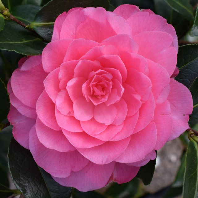 Camellia x williamsii 'Waterlily'  AGM