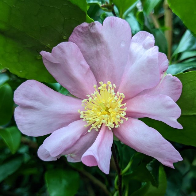 Camellia sasanqua 'Cleopatra'