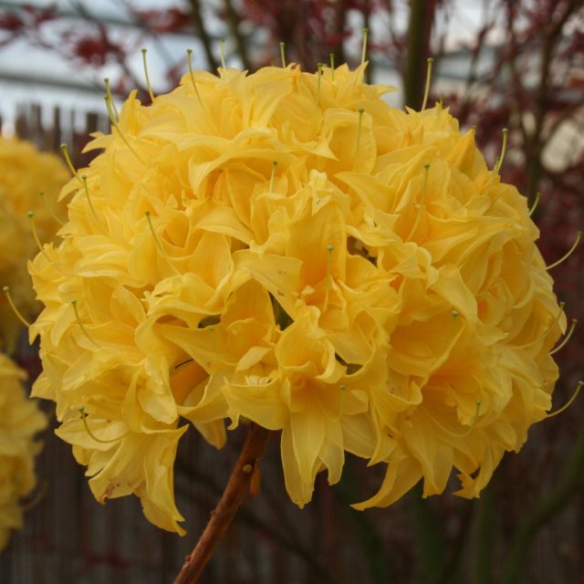 Deciduous Azalea Sun's Head (R. Sonnenkopfchen)