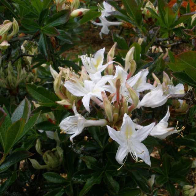 Deciduous Azalea Denny's White