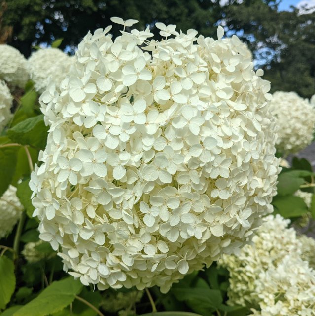 Hydrangea arborescens 'Annabelle' AGM