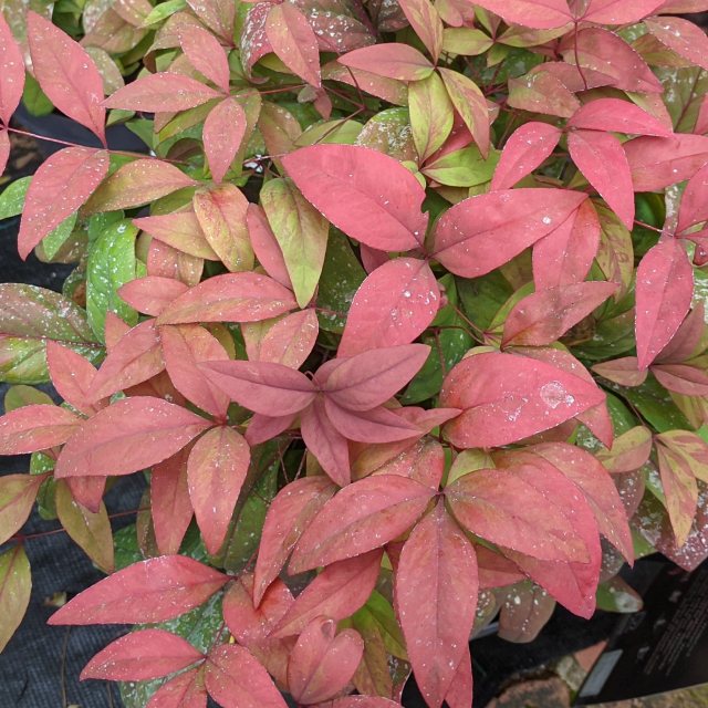 Nandina domestica 'Blush Pink' Choice Plants Millais Nurseries