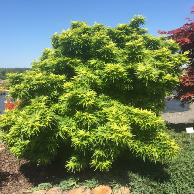 Acer palmatum 'Mikawa yatsubusa'