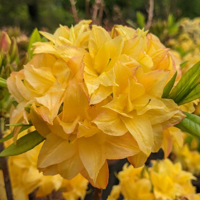 Deciduous Azalea Yellow Pom Pom