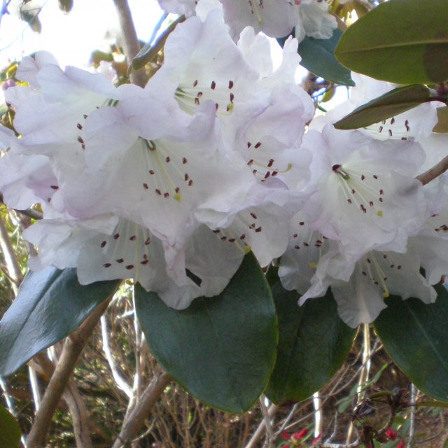 Rhododendron campanulatum 'Knaphill' AGM