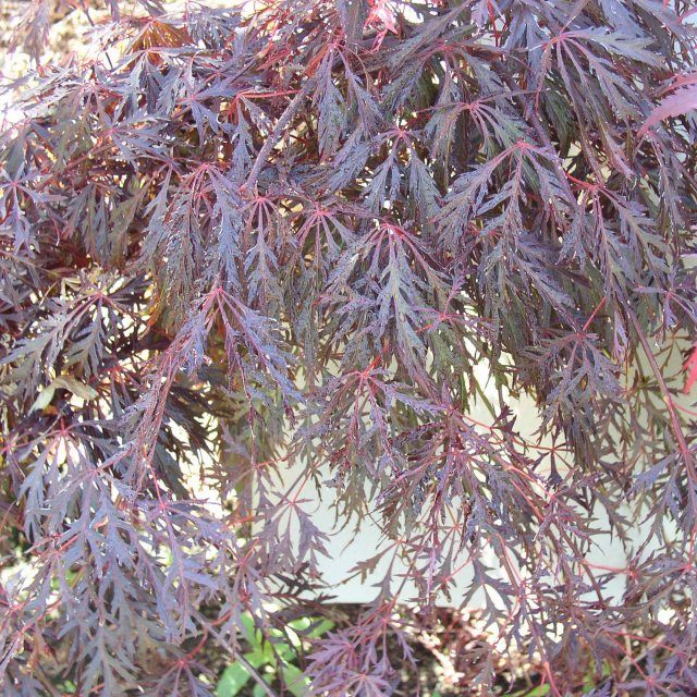 Acer palmatum dissectum 'Crimson Queen'  AGM