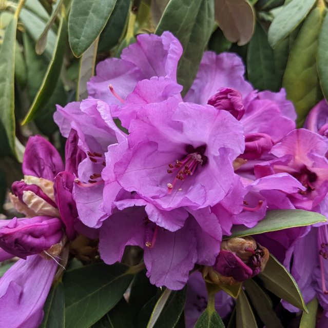 Rhododendron Snowy River