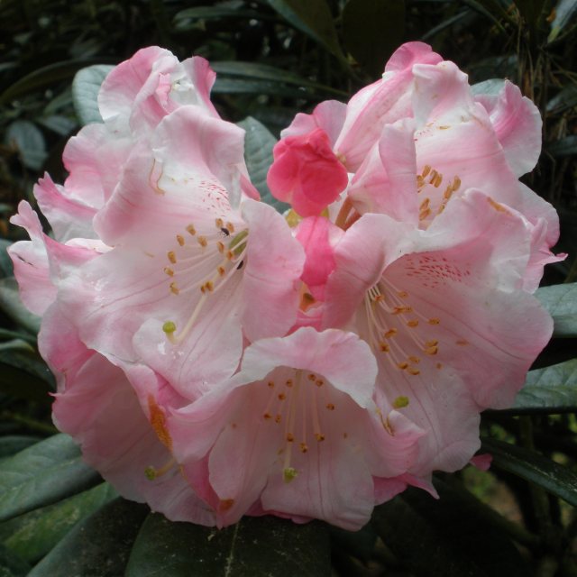 Rhododendron insigne 'Annie Darling' EX0896