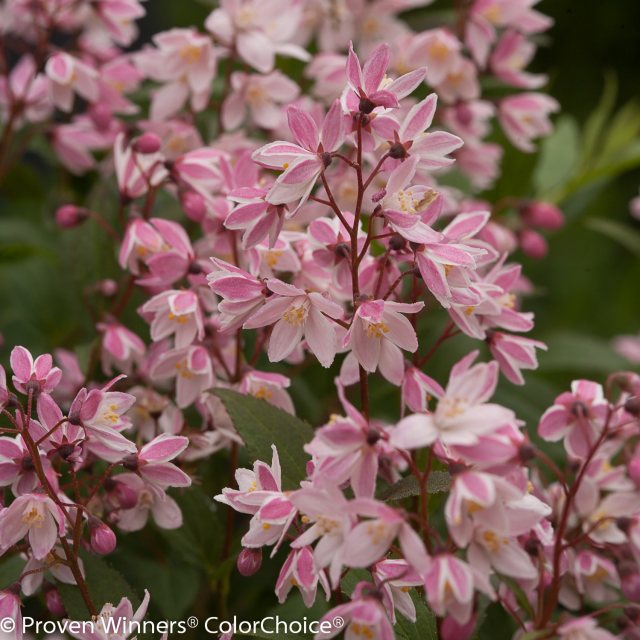 Deutzia x rosea Yuki Cherry Blossom - Companion Plants - Millais