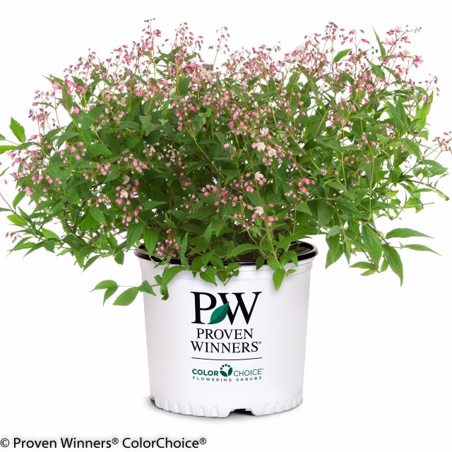 Deutzia x rosea Yuki Cherry Blossom - Companion Plants - Millais
