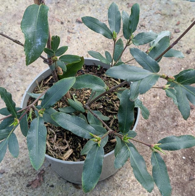 Eucryphia intermedia Rostrevor AGM