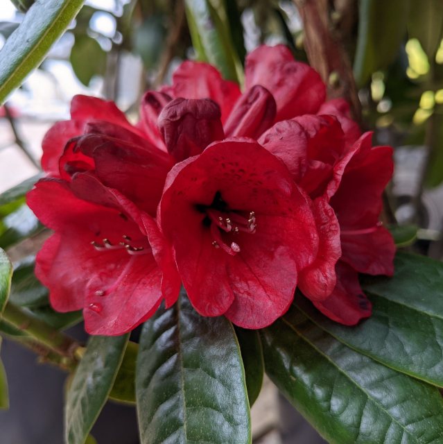 Rhododendron Rubicon