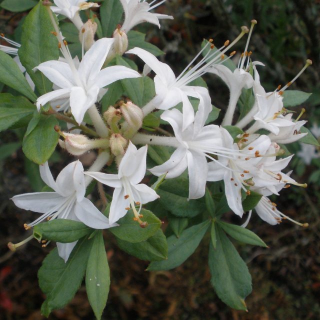 Deciduous Azalea viscosum 'Queen's Choice'