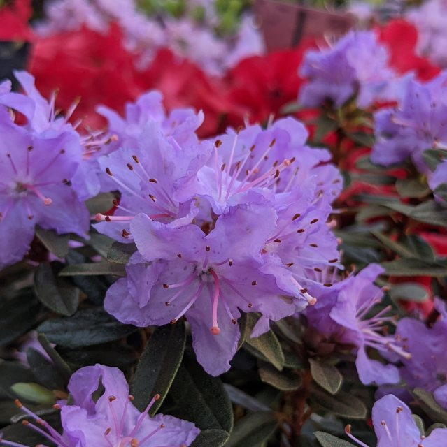 Dwarf Rhododendron Leni