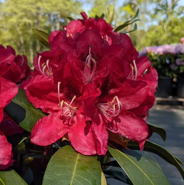 Rhododendron Karl Naue INKARHO