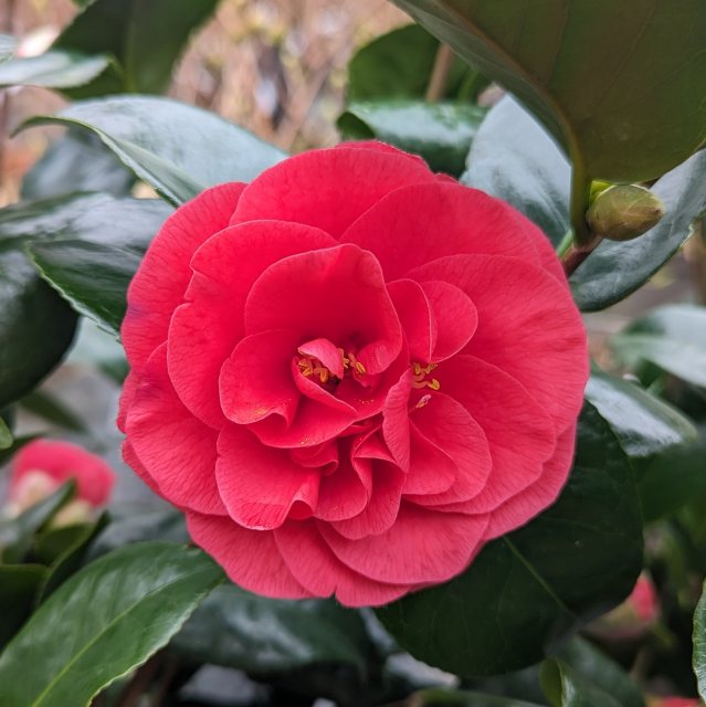 Camellia japonica 'Lady Campbell'