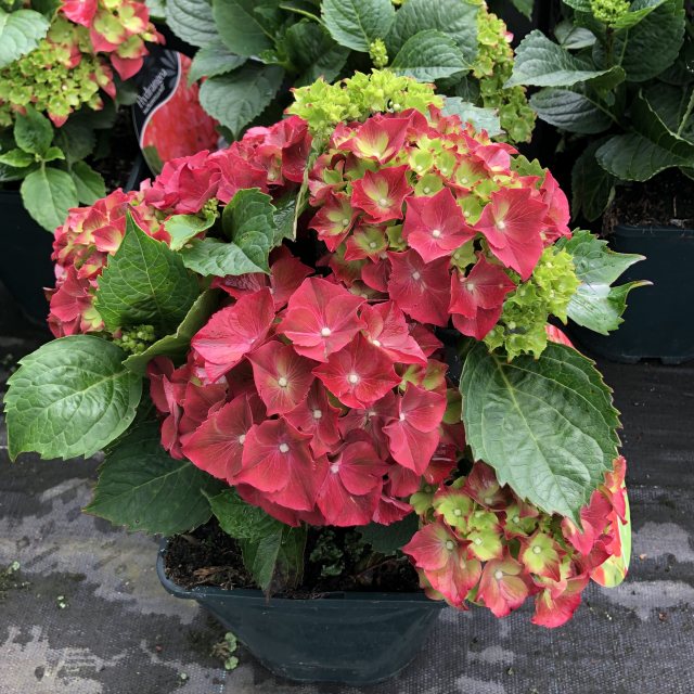 Hydrangea macrophylla Hi Fire Red Choice Plants Millais Nurseries