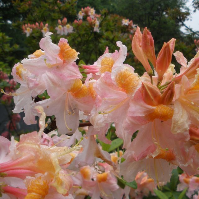 Deciduous Azalea Exquisitum  AGM