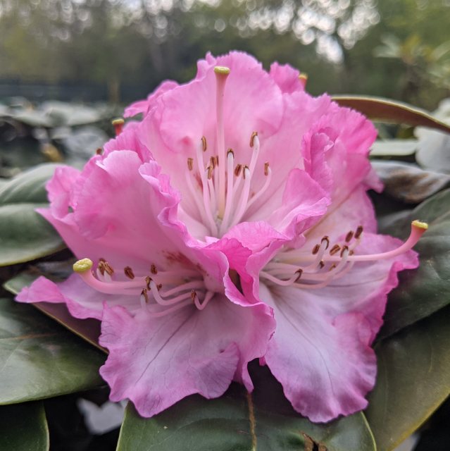 Rhododendron Masai Mara