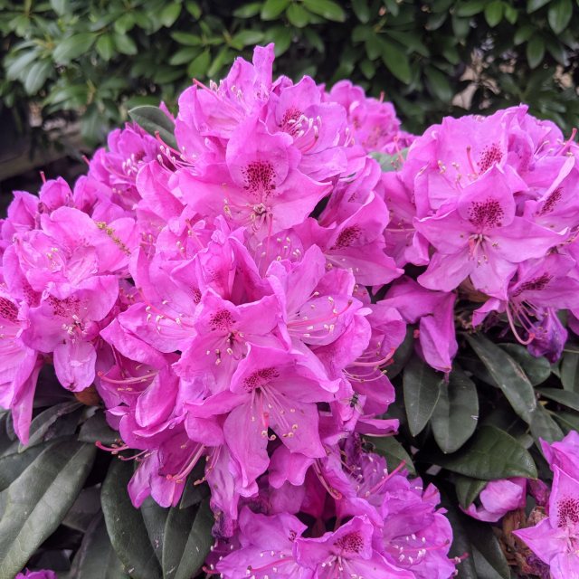 Rhododendron Anah Kruschke