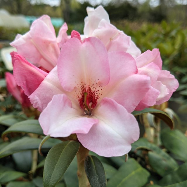 Rhododendron Silver Copper