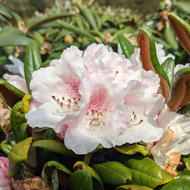 Rhododendron Web's Bee