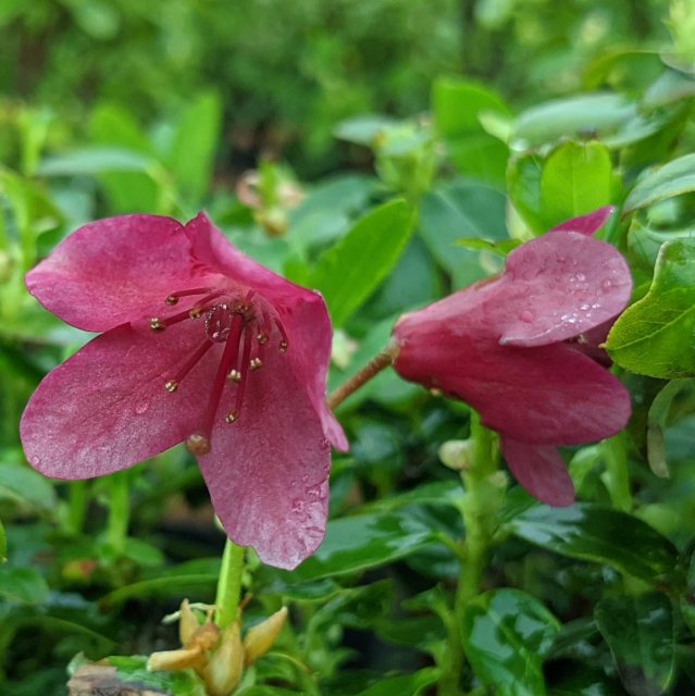 Dwarf Rhododendron campylogynum 'Bodnant Red'